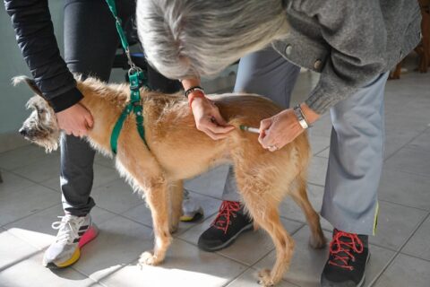 Cómo será la atención veterinaria gratuita la próxima semana